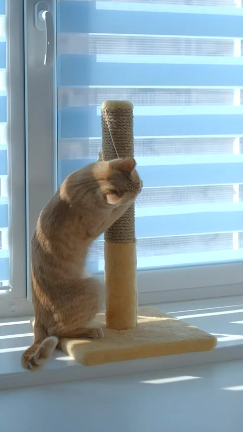 Ginger the cat is sharpening his claws on the white window sill near the wi.. Video stock 291982680