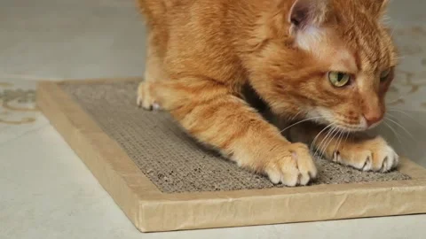 Ginger cat sharpens its claws on a cardboard scratching post in slow motion Stock Footage 303143488