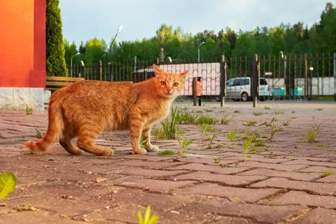 Ginger cat on the sidewalk at sunset Stock Photos