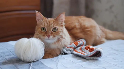 Ginger cat sits among yarn for crochet or knitting. Fluffy pet with knitted part Stock Footage 221572753