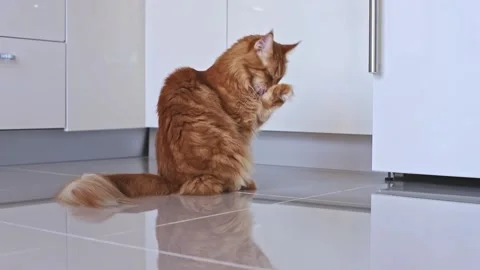 A ginger cat sits and washes itself. A red maine coon cat washes its paw. Video stock 233062922