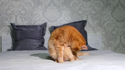 Ginger cat sits on the bed and washing and licking yourself Stock Footage 161174505