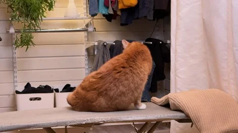 A ginger cat sits in the dressing room on the ironing board Stock Footage 302061993