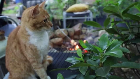 A ginger cat sits by the fire in the summer on a chair and looks around and wash Stock Footage 277568027