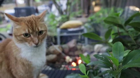 A ginger cat sits by the fire in the summer on a chair and looks around and wash Video stock 277568034