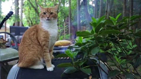 A ginger cat sits by the fire in the summer on a chair and looks around and wash Vídeos de archivo 277568035