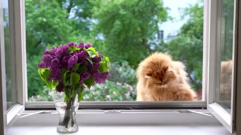 Ginger cat sits at open window on summer time Stock Footage 154712881