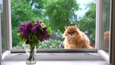 The ginger cat sits at an open window Stock Footage 155459298