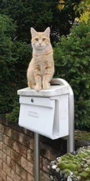 Ginger cat sits on postbox against stone and conifers waiting for mail delivery Stock Photos