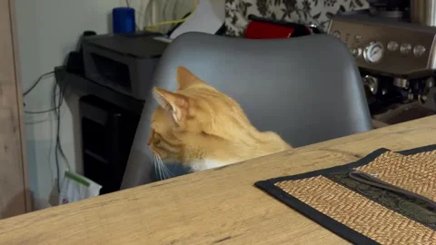 A ginger cat sits at a table as if he is waiting to eat with humans. Stock Footage 333919403