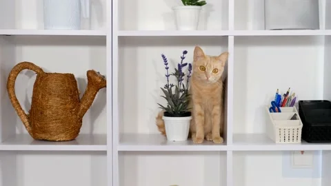 Ginger the cat sits on a white cabinet between the decorations. Video stock 172389736