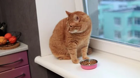 Ginger cat sits by window with food bowl, looking out at building Stock Footage 338433649