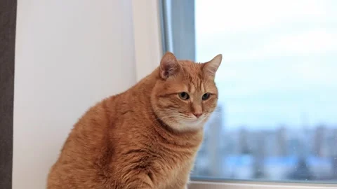 Ginger cat sits by the window, looking out at the city skyline Stock Footage 338433611