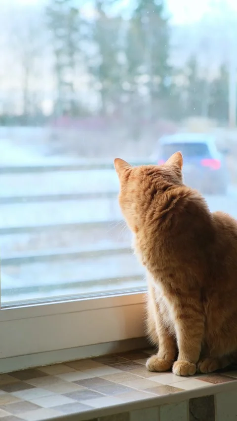 Ginger cat sits on the windowsill and looks at her owner's car leaving. Animal Stock Footage 291692208