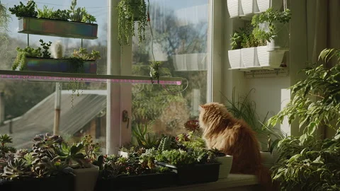 A ginger cat sits on a windowsill with flowers and succulents and looks Stock Footage 219505938