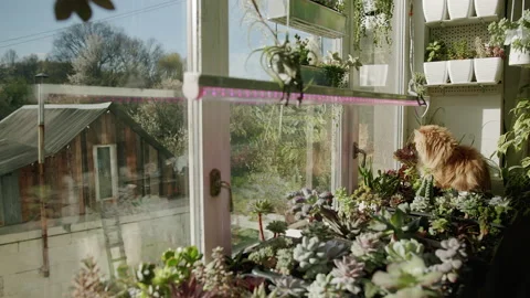 A ginger cat sits on a windowsill with flowers and succulents and looks Stock Footage 219505993
