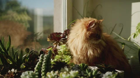 A ginger cat sits on a windowsill with flowers and succulents and looks Video stock 219506798