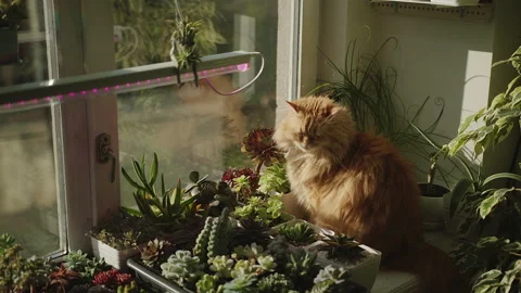 A ginger cat sits on a windowsill with flowers and succulents and looks Video stock 219507231