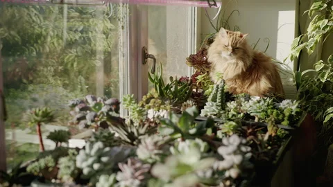 A ginger cat sits on a windowsill with flowers and succulents and looks Stock Footage 219507284
