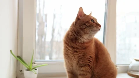Ginger cat sits on windowsill looking out the window at nature Stock Footage 338433487