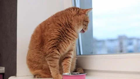 Ginger cat sits on windowsill looking out window at city buildings on a cloudy Stock Footage 338433660