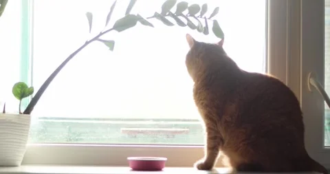 Ginger cat sits on windowsill looking out the window at bright daylight Stock Footage 339065976