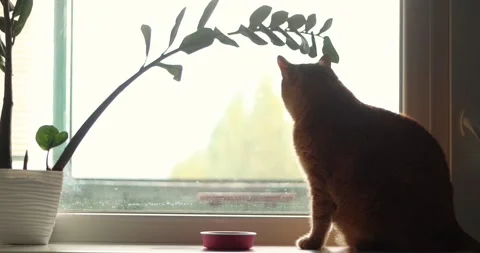 Ginger cat sits on windowsill looking out the window at plants Stock Footage 339066195