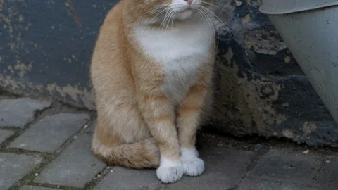 Ginger cat sitting and yawning Video stock 115366146