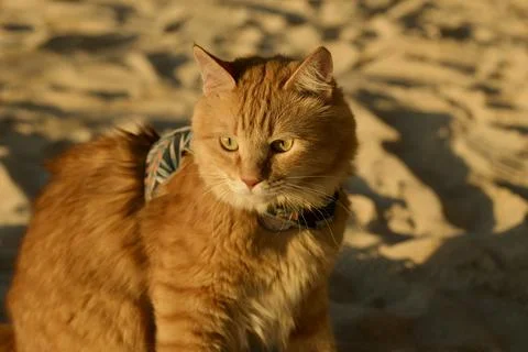 Ginger Cat Sitting on the Beach. Stock Photos