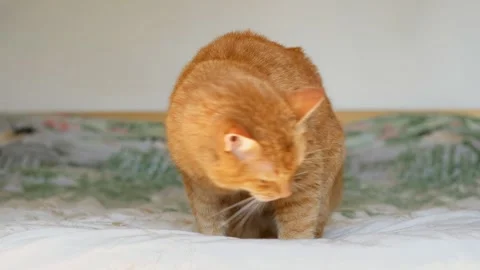 Ginger cat sitting on the bed and licking her paws and tail, washing with its Stock Footage 251160792