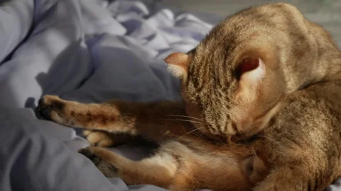 Ginger cat sitting on a bed and thoroughly grooming its belly under the warm 스톡 동영상 311233158