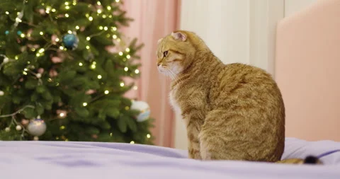 Ginger cat sitting on bed with decorated Christmas tree Stock Footage 295051738