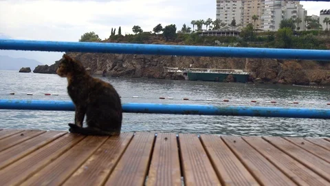Ginger cat sitting on the bench against stormy sea Stock Footage 95727233