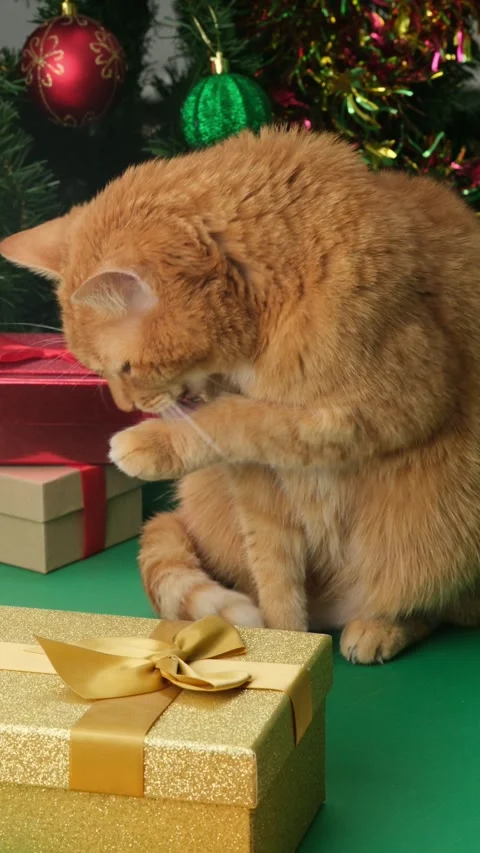Ginger cat sitting between gift boxes and Christmas tree licking its paw Stock Footage 294933136