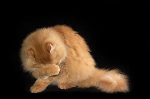 Ginger cat is sitting on black surface and washing itself Stock Photos