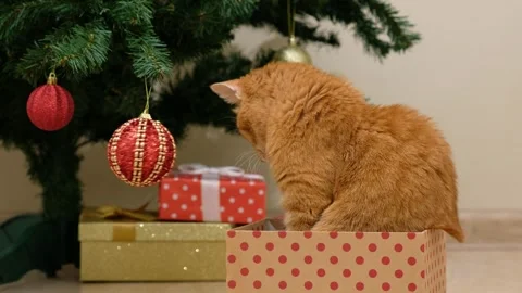 Ginger cat sitting in cardboard gift box and playing with Christmas ball Stock Footage 259414476