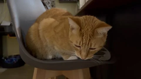 A ginger cat is sitting on a chair in a kitchen. Stock-Footage 332629978