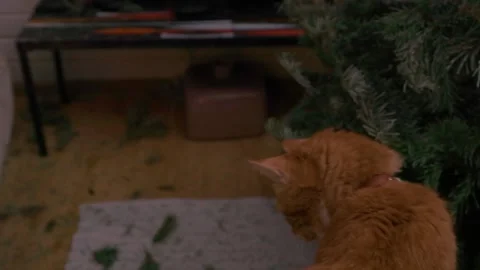 Ginger cat sitting on coffee table looking at messy living room and dry Christma Video stock 329066850