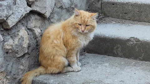 Ginger Cat Sitting On Concrete Steps, Matted Fur And Whiskers, Watchful Amber Stock-Footage 335268384