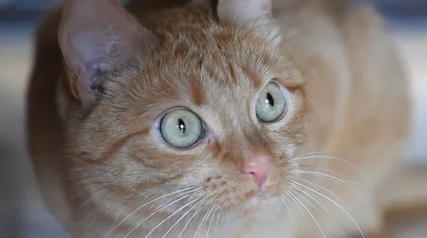 Ginger cat sitting on the floor and stares into the camera Stock Footage 62079479
