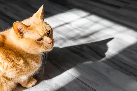 Ginger cat sitting on the floor casting a shadow. Stock Photos