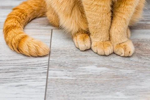 Ginger cat sitting on the floor, close-up 写真素材