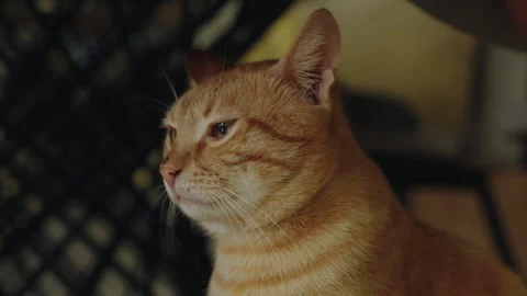 Ginger cat sitting on floor in cozy living room waiting for the time to eat Stock Footage 260787771