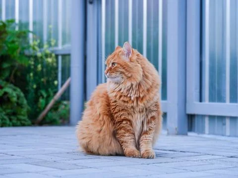 A ginger cat sitting in front of a gate Stock Photos