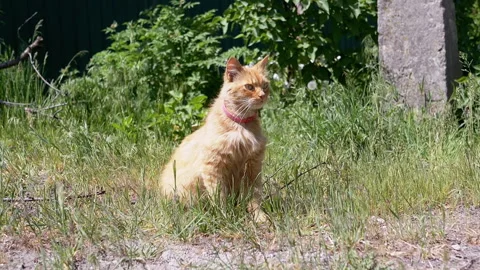 Ginger Cat Sitting in the Grass Stock Footage 293206136