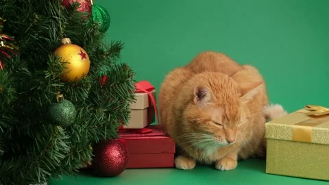 Ginger cat sitting on green background between gift boxes and Christmas tree Stock Footage 294799134