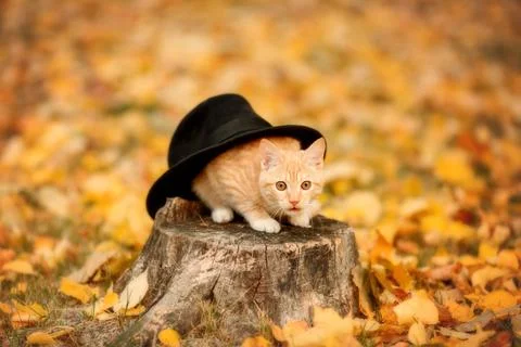Ginger cat sitting at the hemp by black hat Stock Photos