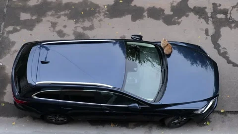 Ginger cat sitting on the hood of a dark blue car. Top view. Video stock 256598313