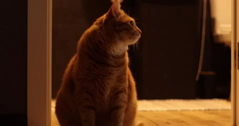 Ginger cat sitting indoors bathed in warm, soft light Stock Footage 339067838