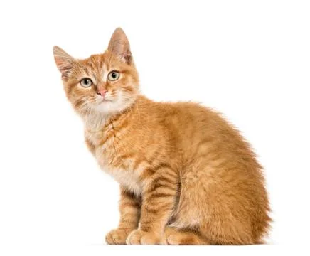 Ginger cat, sitting, isolated on white Stock Photos